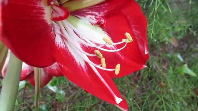 Barbados Amaryllis Hippeastrum