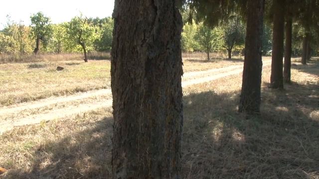 Еловая аллея XIX века в Новооскольском районе, Белгородская область смотреть онлайн