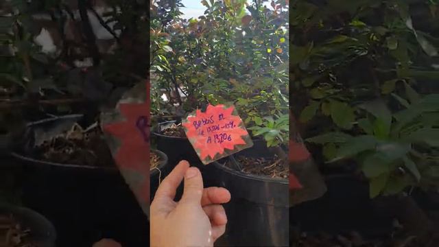 vista exterior novedades смотреть онлайн