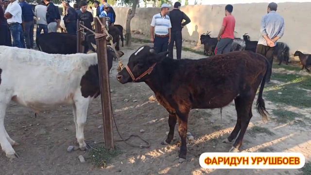 Молбозори Мужун нархо имруз...😱