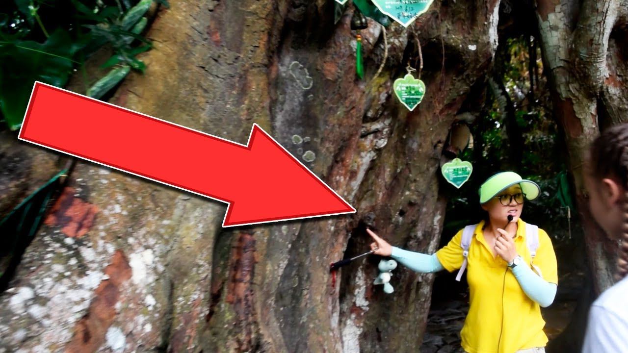 У ДЕРЕВЬЕВ ПОЯВИЛСЯ РЕБЁНОК! 1000 летние деревья в Китае смотреть онлайн