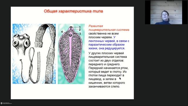 Онлайн-школа СПбГУ 2022/2023. 8 класс. Биология. 12.11.2022 смотреть онлайн