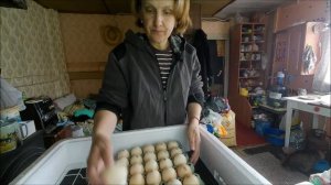 Инкубация бройлеров. Инкубатор Несушка.