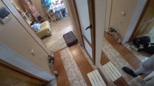 Воспитание собаки. Как научить собаку не переходить границу и оставаться на месте