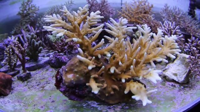 Acropora Elegans 1 смотреть онлайн