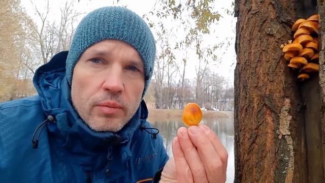 Какие грибы можно собирать в Петербурге? Как выглядит зимний опенок? смотреть онлайн