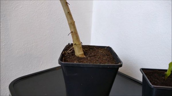 New Giant Garden Plants (Tree Dahlia And Giant Calla Lily)