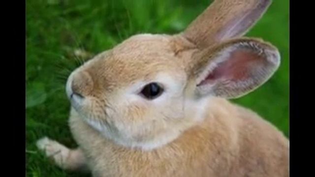 Мои любимые домашние животные!?))) смотреть онлайн