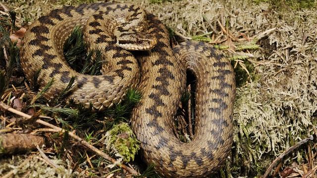 УЖ и ГАДЮКА отличия и сходство смотреть онлайн