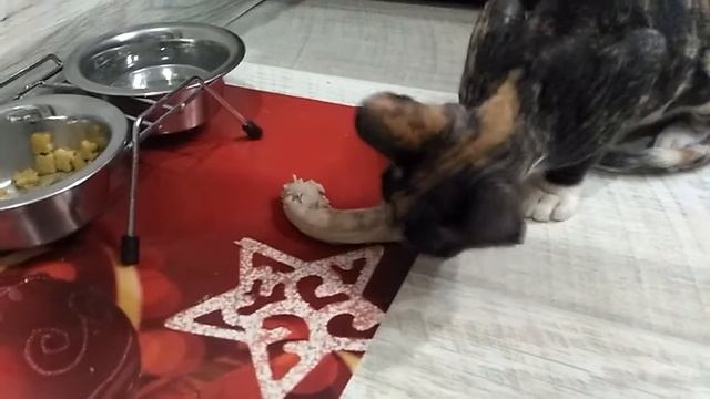 Лакомства для сфинксов Чем кормить донского сфинкса Горлышки куриные смотреть онлайн