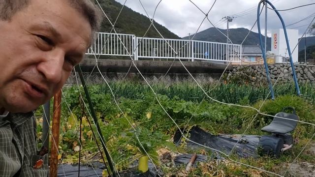 Посадил дед ... гипокотиль смотреть онлайн