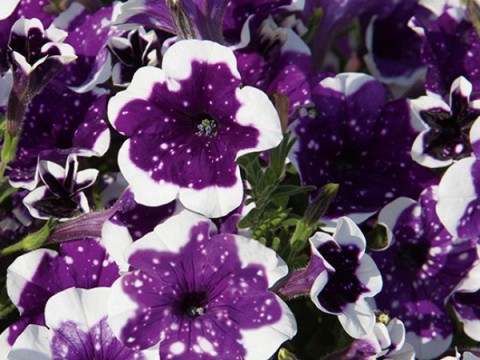 Т.Альбинони. АДАЖИО смотреть онлайн