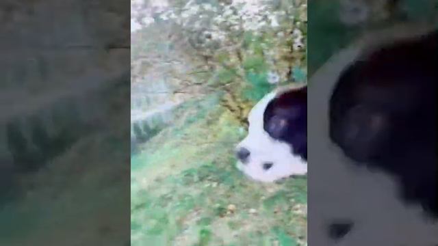 Стаффорд 3 месяца/ просто няшка смотреть онлайн