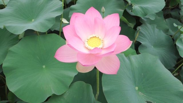 Lotus - Sony RX100M3, A7 + FlyCam BLGC 3-Axis Gimbal смотреть онлайн