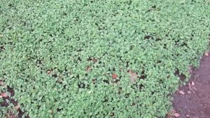 Надо ли перекапывать фацелию под зиму