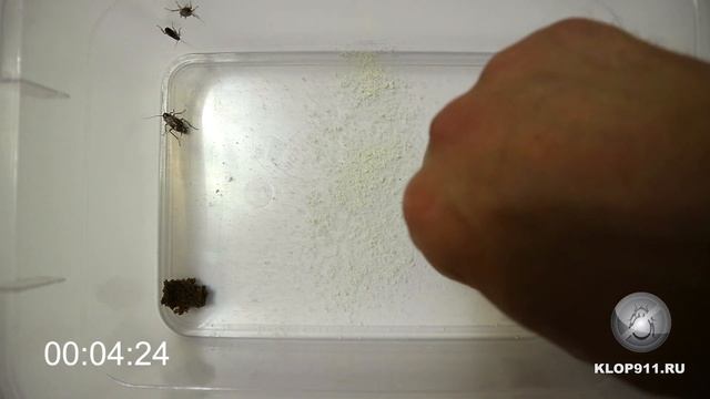 Фенаксин не подействовал на тараканов