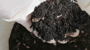 Отсев ПЖВМ из моего инкубатора для восковой моли