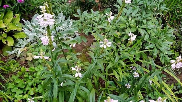 Физостегия  / Physostegia