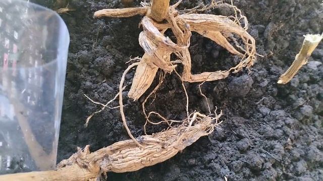 что делать с высохшими клубнями георгин? смотреть онлайн