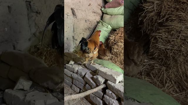 Tovuqlarni Kasalini Davolash Uy Sharoitida