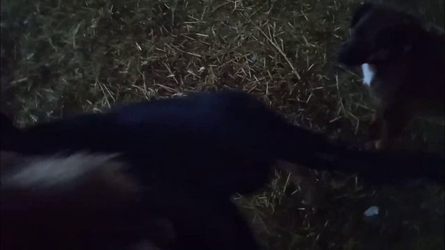 Милые ребятки хотят дом и семью / Приют для собак г Ефремов смотреть онлайн