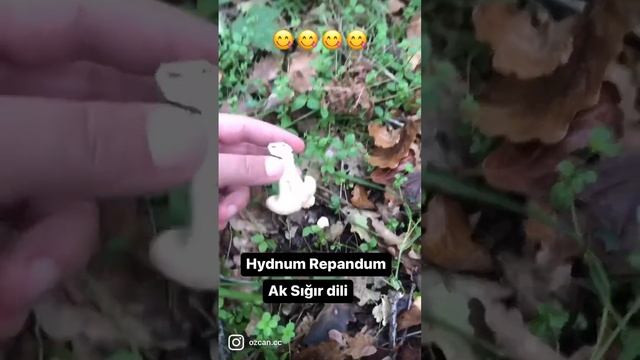 Hydnum Repandum - Ak Sığır Dili Mantarı - 09.10.2022 смотреть онлайн