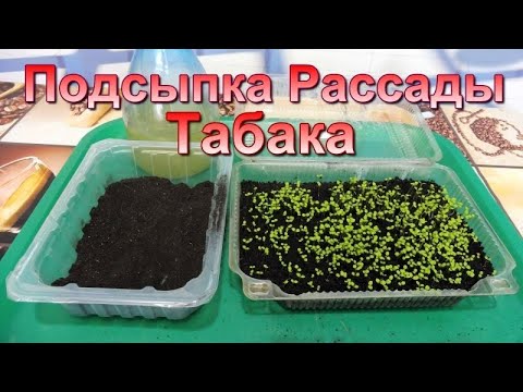Присыпаем землёй рассаду Курительного Табака. смотреть онлайн