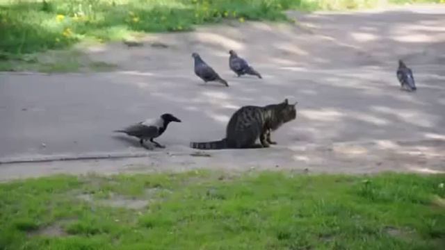 Ворона нападает на бедного кота смотреть онлайн