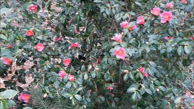 Январь камелией зацвел.Зима, поэзия, цветы.Шесть соток,дача,усадьба,приусадебный участок,кустарники смотреть онлайн