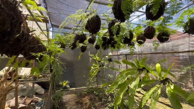 Обзор растений в магазине Dina Orchids на Бали смотреть онлайн