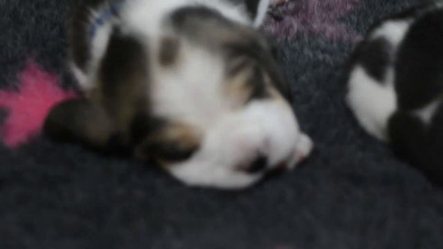 1щенки 2 недели смотреть онлайн