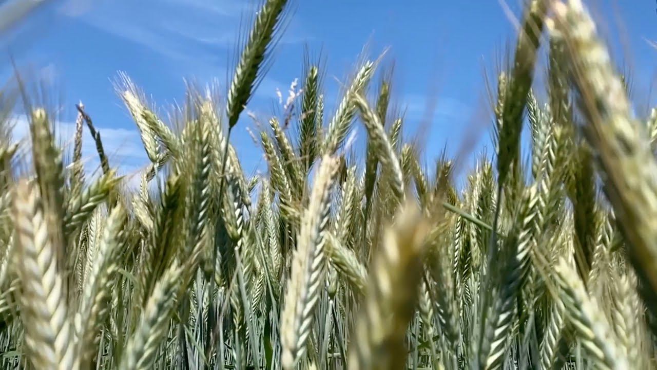 ВРЕМЯ ЖАТВЫ смотреть онлайн