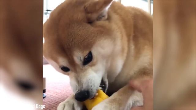 Shiba Inu - Top 10 Facts смотреть онлайн