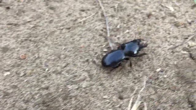 Lo Scarites Buparius