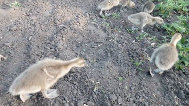 ГУСИ НА ГОРОДІ КАПЕЦ БУР'ЯНАМ 😀 смотреть онлайн