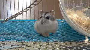 Хомяк Джунгарский (Джунгарик). Jungar hamster