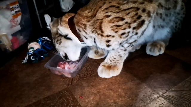 Рысёнок Марс ужинает (архивное видео) / little lynx Mars is having dinner (archive video) смотреть онлайн