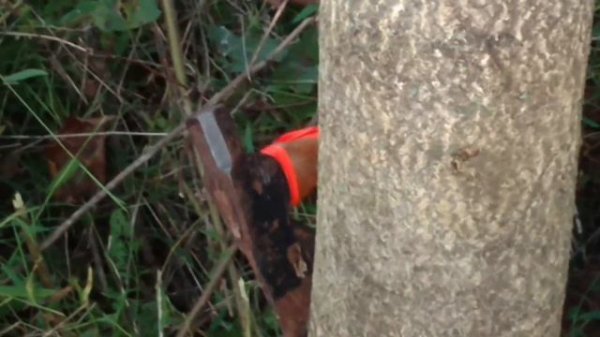 Killing Ailanthus Trees