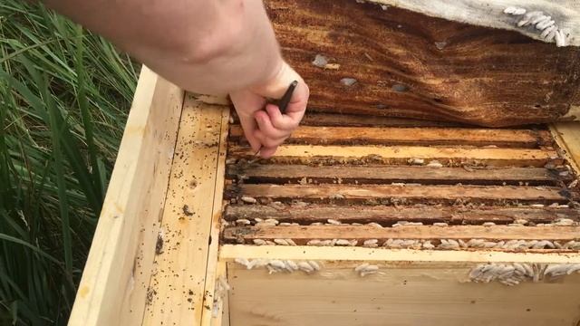 Восковая моль разорила улей. смотреть онлайн