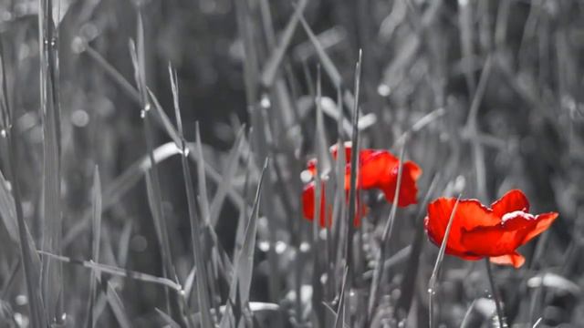 Владимир Мусаелян /
