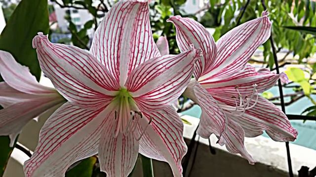 Hippeastrum Reticulatum (Amaryllis)-Singapore (June 2017)