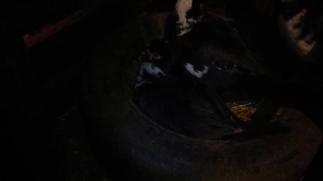 Мускусные утки проблема смотреть онлайн