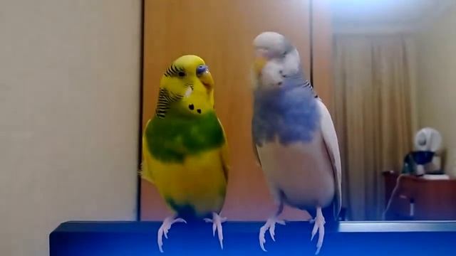 Попугаи поют под музыку!!! смотреть онлайн