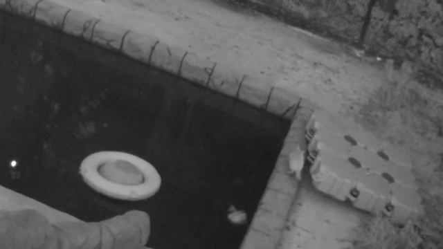 Ночная жизнь в вольере Мансура: Кот ? Онуфрий поймал крысу. смотреть онлайн