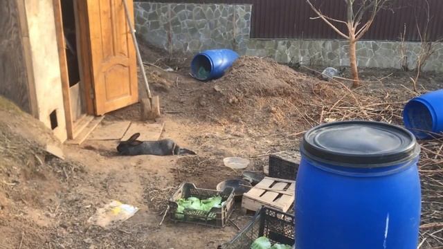 Плюсы и минусы содержания кроликов в вольере. Веселые кролики. Дачная Жизнь ТВ. смотреть онлайн