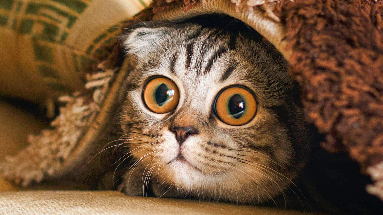 Смешные коты до слез! ? Самые смешные моменты. Приколы с животными без мата. смотреть онлайн