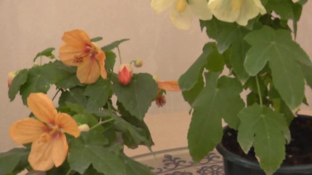 Абутилон серии Bella - Vanilla, Apricot Shades смотреть онлайн