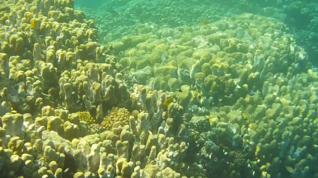 Nikon Coolpix w100 смотреть онлайн