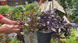 Не покупайте семена базеллы или как я выращиваю малабарский шпинат