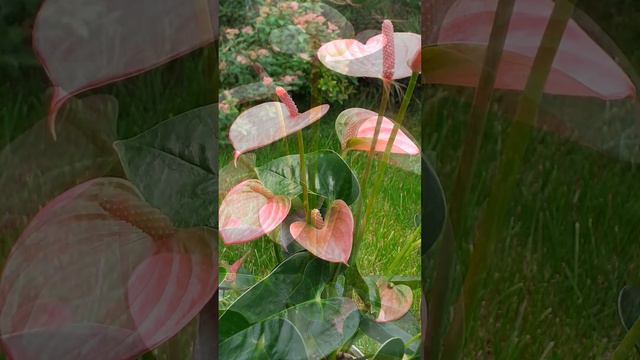 Антуриум  Pink Champion